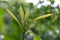 Shoot tip of avocado, Persea sp.