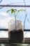 Shoot of tomato plant in plastic tube on sill