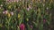 Shooting in a gentle and beautiful movement. Colorful tulip field at sunset.