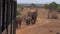 Shooting Photo And Video Elephants From Safari Cars, They Go On The Road