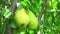 Shooting of ripen pears hanging on the tree in summer day