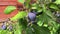 Shooting of ripen plums hanging on the tree