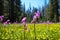 Shooting Star and Dandelion Flowers in Yosemite Meadow.
