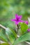 Shooting star flower, also known as purple false eranthemum or dazzler in the garden