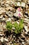 A Shooting star wild flower.