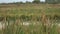 Shooting swamp, wildlife, shooting grass with smooth camera rotation, background, forest and lake in the background