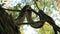 Shooting of a wild Python snake hanging or sleeping on a tree, Silhouette of a Python on a tree.