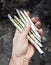 Shoots of asparagus in man\'s hand.