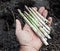 Shoots of asparagus in man\'s hand.