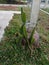 Shoots of dragon fruit trees in the front garden of the house