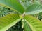 shoots of fresh guava leaves