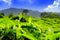 Shoots of fresh tea leaves in the morning with bright sunlight