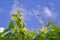 Shoots of grapes reaching up to the blue sky
