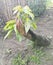 The shoots growing between the mango trees that have been cut down are green and red shoots that bring life from death