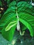 shoots of guava leaves that are light green