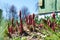 Shoots of peonies in spring garden