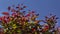 Shoots of photinia in spring - ornamental bush, red leaves