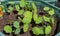 Shoots in pots greenhouse seedlings in plastic flower pots