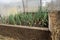 Shoots, seedlings, onions. Own vegetable garden, organic farming