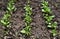 Shoots of spinach garden on a bed