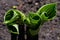 Shoots of a young hosta plant