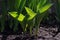 Shoots of a young hosta plant