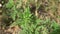 Shoots of young ragweed