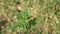 Shoots of young ragweed