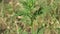 Shoots of young ragweed