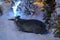 Shop window decoration, shopping center decor. artificial white spruce with garlands. a fluffy black raccoon crawls next to them.