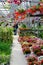 Shopping for Bedding plants in a nursery