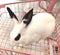 Shopping Cart Zhuhai Mini Rex Rabbit Cafe White Furry Hare Pet Zoo Grooming Shorthair Bunny Breed Pets Rabbits Pink Coffee Shop
