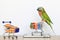 Shopping online,Parrot on model miniature shopping cart and shopping bag on tablet smart device