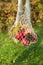 Shopping string bag with red apples and maple leaves. Autumn Zero Waste concept. Vertical shot