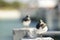 Shore bird resting on a cement pillar