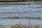 Shore birds at low tide then group flight