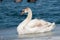Shore Birds Waterfowl Juvenile Mute Swan on Lake Ice