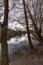 Shore of Colfiorito lake Umbria, Italy with skeletal plants beneath a moody sky