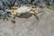 Shore crab in defence