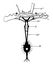 Shore Crab Nervous System, vintage illustration