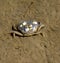 Shore Crab,North Sea,North Frisia,Germany