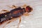 Shore Earwig