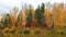 The shore of a forest lake. Autumn trees in yellow and red foliage.