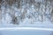 The shore of a frozen and snowy river, overgrown with birch forest. Beautiful wintry view of northern nature.