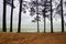 The shore of the Gulf of Finland and high pine trees by the sea