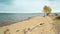 The shore of the Krasnoyarsk sea, an autumn tree with yellowing foliage on the shore and tree trunk