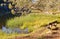 On the shore of Lake Catani - Mount Buffalo