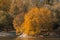 on the shore of a lake with ducks, a large fluffy tree with yellow leaves