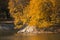 on the shore of a lake with ducks, a large fluffy tree with yellow leaves