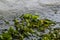 The shore of the lake is strewn with leaves. Autumn scenery at a lake in central europe. Season early autumn